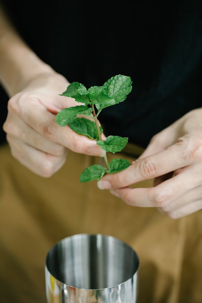 A close-up shot of mint leaves being held above a stainless steel cup, ideal for culinary and herbal themes.